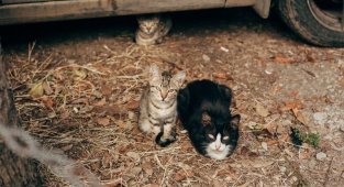 Очень колоритные уличные коты (29 фото)