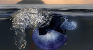 Янтина ломкая: улитка-пират (6 фото)