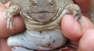 Надутая лягушка: Вечно недовольная амфибия ест, орёт и роёт норы, как мышь (7 фото)