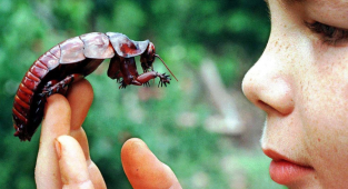 Таракан-носорог: В Австралии даже тараканы размером с мышей! Зато они мирно жуют ядовитый эвкалипт (10 фото)