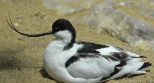 Шилоклювка: Пташка-открывашка. Зачем их клюв торчит вверх? (7 фото)