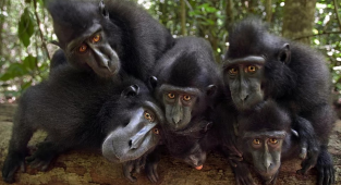 Хохлатый макак: Панк-макак ворует урожаи, телефоны и делает селфи. Настолько достал местных жителей, что они объявили ему войну (7 фото)