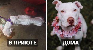 Бездомные собаки из приюта: снимки до и после обретения семьи (17 фото)