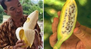 15 самых необычных видов бананов (17 фото)