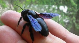 Пчела-плотник: Гигантское чёрное насекомое из деревни. Опасно ли оно? (7 фото)