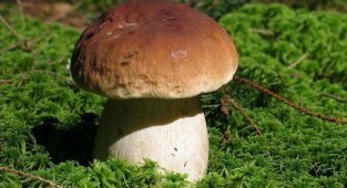 Интересные факты о белых грибах (2 фото)
