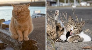 Очаровательные уличные котейки (19 фото)