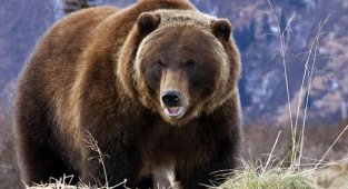 Найтовстіші живі істоти у світі (8 фото)