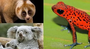 Cute, but dangerous: several species of animals that can surprise you (15 photos)