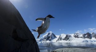 Бронежилет із жиру. Чому пінгвіни безболісно б'ються об скелі, а білі ведмеді не бояться куль? (5 фото)