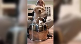 Смешная нарезка собак для поднятия настроения