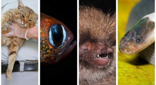11 животных, открытых в 2019 году (12 фото)