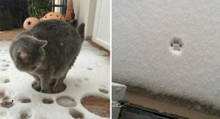 О сложных взаимоотношениях кошек со снегом (27 фото)