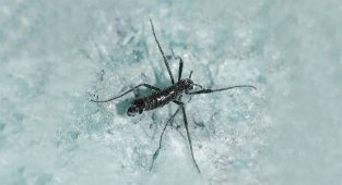 Антарктический комар: Крупнейшее наземное животное Антарктиды. Есть риск, что именно оно погубит Южный полюс (7 фото)