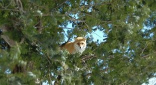 Лисы лезут на деревья в поисках легкой добычи (7 фото)