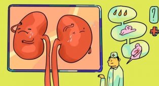 Признаки того, что у вас больные почки (1 фото)