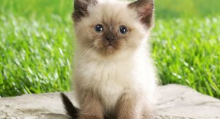 Котята (9 фото)