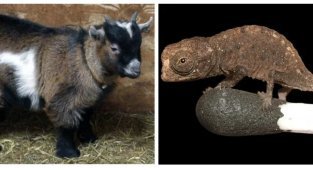 10 найдивніших і найнезвичайніших тварин на планеті (11 фото)