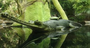 Крокодил, гавиал, кайман (5 фото + 1 видео)
