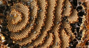 Пчелы из Австралии строят спиральные гнезда (16 фото)