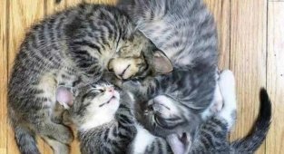 Забавные и милые котейки (20 фото)