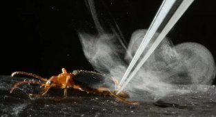 Жук-бомбардир: атакует врага взрывным потоком кипятка (10 фото)