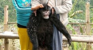 Обнаружен новый вид обезьян (17 фото + 1 видео)