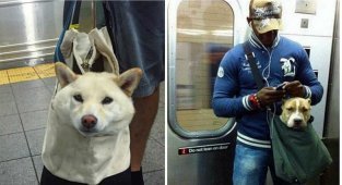 Как хитрые ньюйоркцы обходят запрет на провоз собак в метро (16 фото)