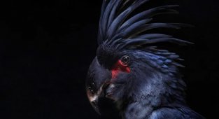 Чёрный  какаду: Неформал от мира попугаев. Мрачный и готический.  Как он ведёт себя в дикой природе? (10 фото)