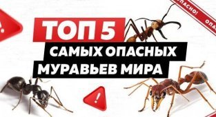 ТОП-5 самых опасных муравьев на планете (6 фото)