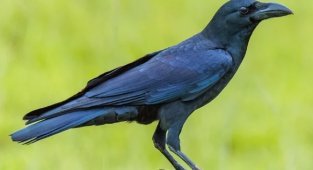 How does a raven differ from a crow (11 photos)