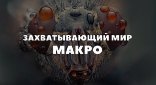 Макросъемка: невероятные фотографии живых существ (21 фото)