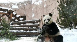 Это только кажется, что зимой в зоопарке тихо и сонно (15 фото)