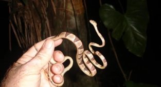 Strap snake: not a snake, but a natural cord! (8 photos)