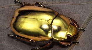 Как золотые жуки помогают физикам (9 фото)