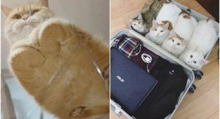 20+ доказательств того, что все коты - немного батоны (31 фото)