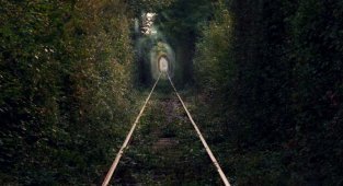 Зелёные тоннели (40 фото)