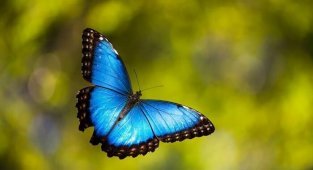 Пестрый мир бабочек (36 фото)