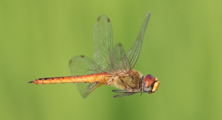 Рыжая бродяжница: Насекомое, способное совершить кругосветку. Забирается на высоту в 6.000 метров и с лёгкостью пересекает океан (9 фото)