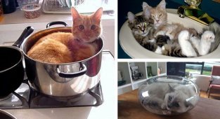 Коты, которых можно налить в любую емкость (24 фото)