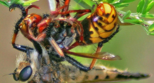 Гигантский ктырь: Элита боевой авиации среди насекомых. Охотник на шершней и ос (7 фото)