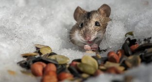 Preparing some species of animals for winter (7 photos)