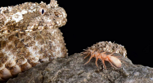 Паукохвостая гадюка: Змея с хвостом в виде «живого» паука. Потрясающий обман для ловли птиц (7 фото + 1 гиф)