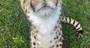 Дикие кошки Австралии (29 фото)