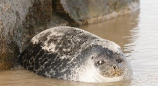 Ringed Seal: The northernmost mammal on the planet. They can be found even at the North Pole (9 photos)