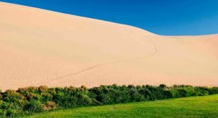 How did China turn deserts into blooming gardens? (2 photos)