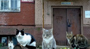 Милых котиков пост (40 фото)