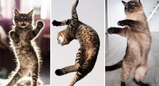 Танцующие коты (30 фото)