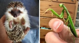 Незвичайні домашні улюбленці (19 фото)