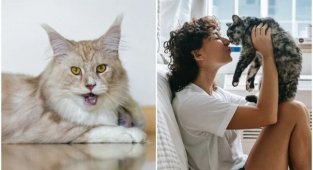 20+ любопытных фактов о наших любимцах - кошках (30 фото)
